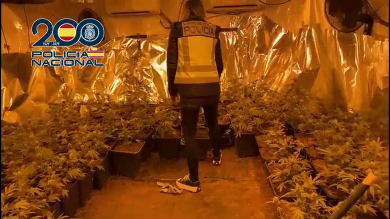 Imagen de la plantación de marihuana en una vivienda de Pedreguer facilitada por la Policía Nacional. EFE/PN