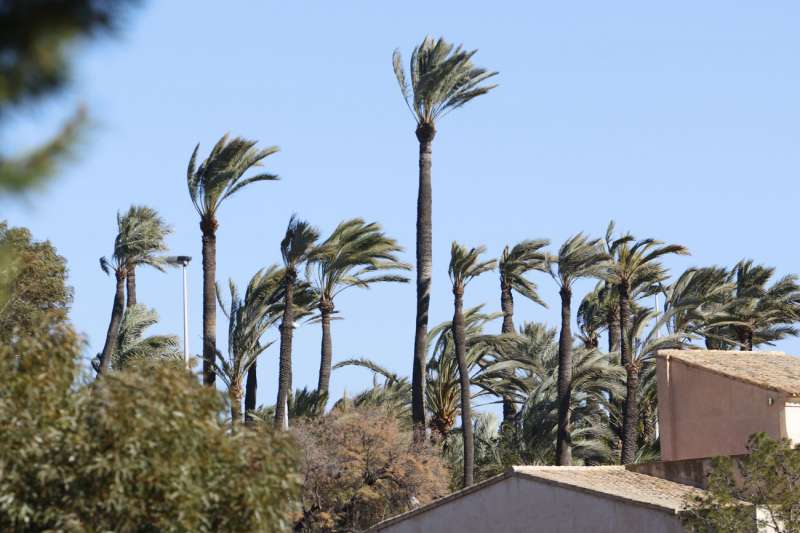 El fuerte viento que sopla este sábado en la Comunitat Valenciana está dejando rachas muy fuertes que superan los 80 kilómetros por hora en Elche. EFE/ Pablo Miranzo
