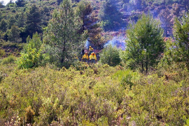 Las brigadas forestales en acción