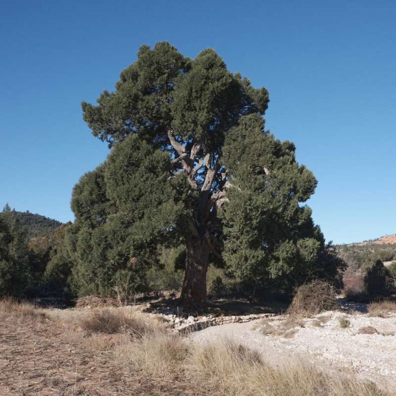 Uno de los majestuosos árboles del Sabinar de Las Blancas. /EPDA Uno de los majestuosos árboles del Sabinar de Las Blancas. /EPDA