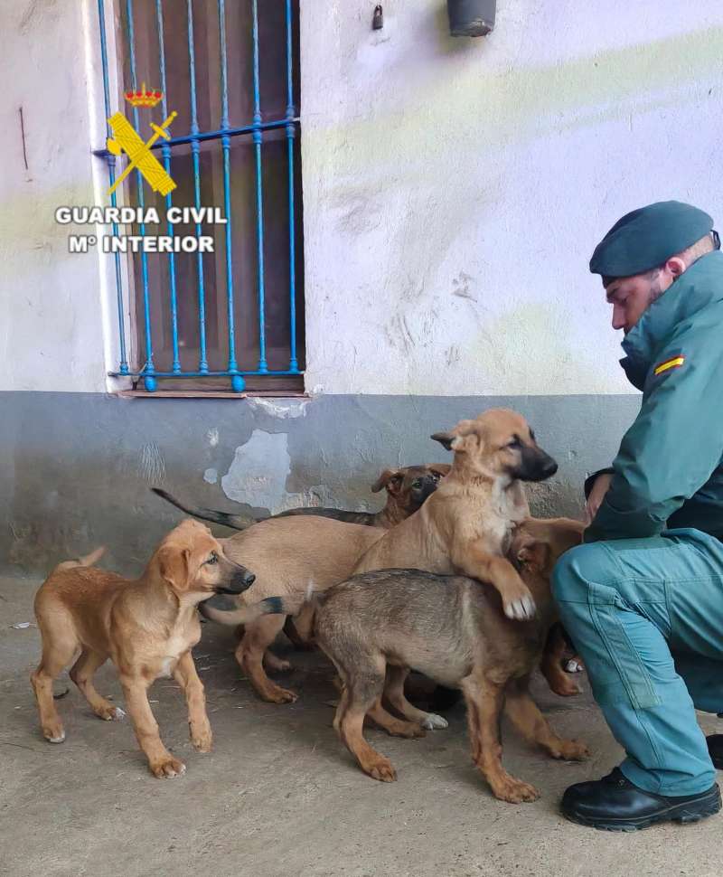 Un agente del Servicio de Protección de la Naturaleza (Seprona) de la Guardia Civil con perros recuperados. / EFE
