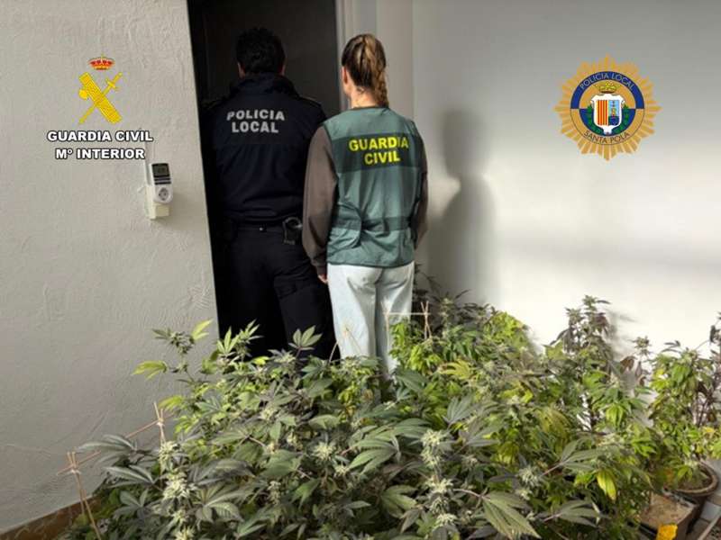 Lna plantación de marihuana desmantelada en una vivienda en el centro de Santa Pola, en una imagen facilitada por la Guardia Civil. / EPDA