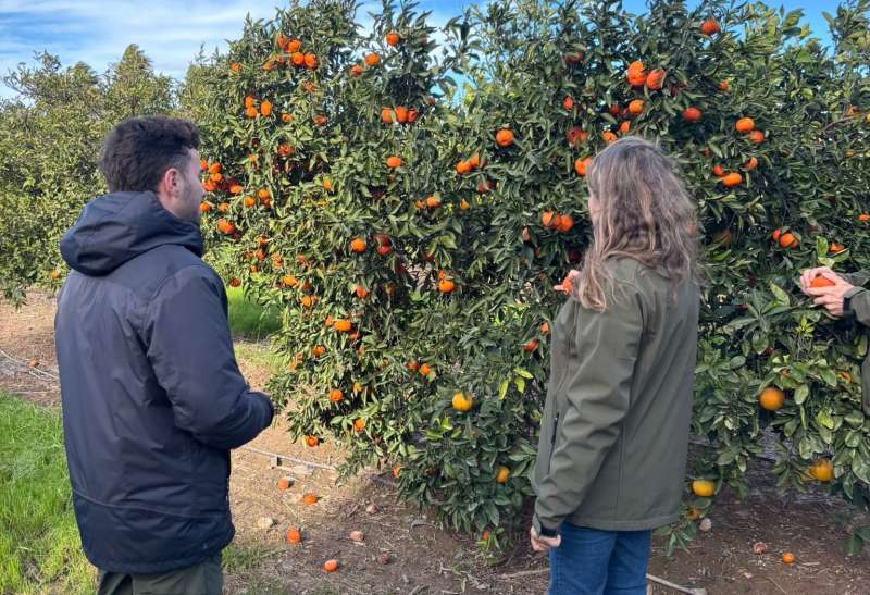 Cultivo de naranjos, una de las frutas más exportadas en la Comunitat Valenciana. / EPDA