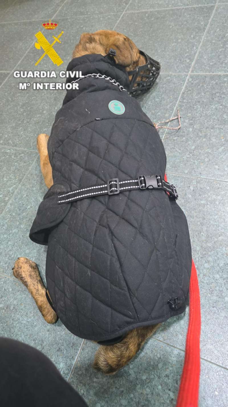 El perro recuperado, en una imagen de la Guardia Civil. / EFE
