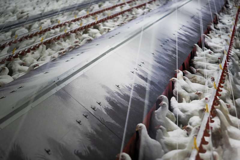 Fotografía de archivo de gallinas en una sala comedero en granja. EFE/Eliseo Trigo
