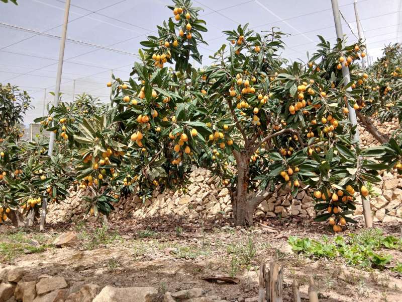 Asaja espera un aumento de producción de nísperos, pero con mayores costes de producción. / Foto: Asaja