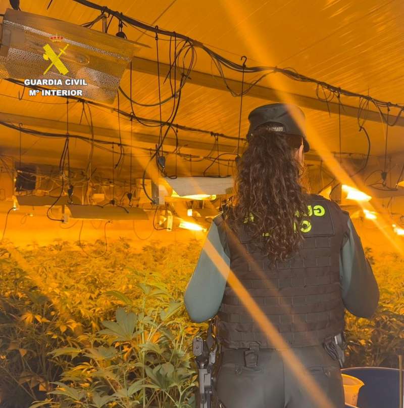 Imagen de la plantación desmantelada en Benicarló. / EFE
