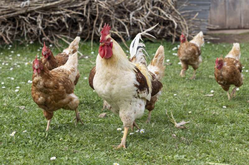 Imagen de archivo de aves de corral. EFE/Raquel Manzanares
