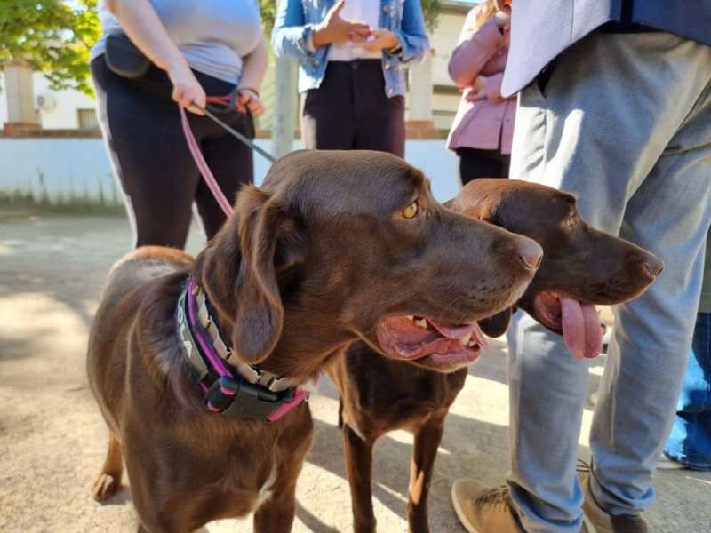 Riba-roja celebra este fin de semana su primera Feria Animalista con adopciones, talleres y exhibiciones. /EPDA