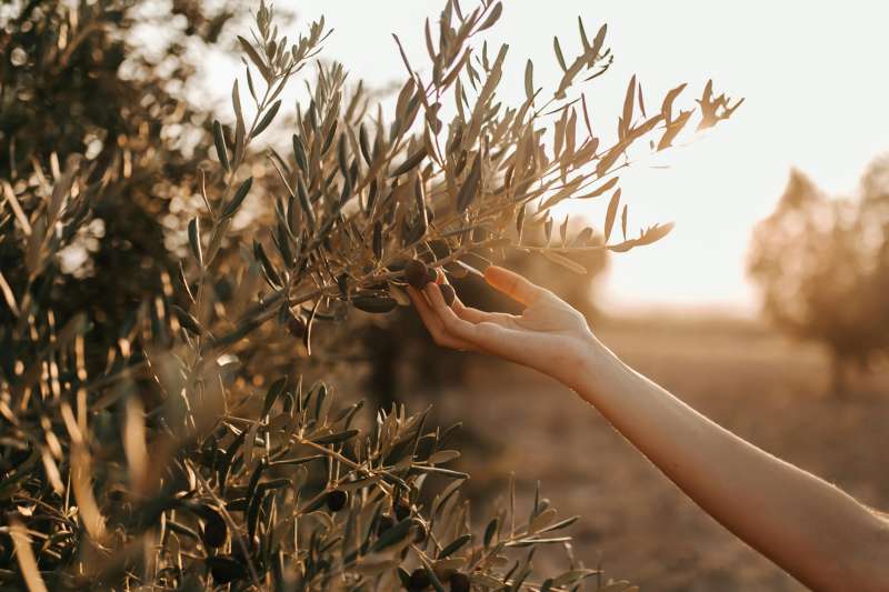 El proyecto ?My Olive? de Higueruelas está en fase de desarrollo. / EPDA