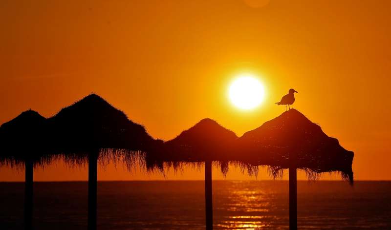 Imagen de archivo de una gaviota descansando al amanecer sobre una sombrilla en la playa de La Patacona de Alboraya. EFE/Manuel Bruque

