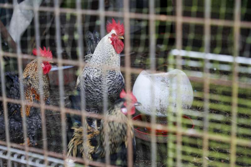 Aves de corral en una granja avícola. EFE/ Eliseo Trigo/Archivo
