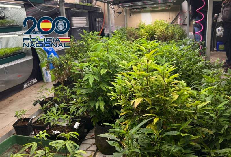 Imagen de la plantación facilitada por la Policía Nacional de la plantación de marihuana. EFE/PN
