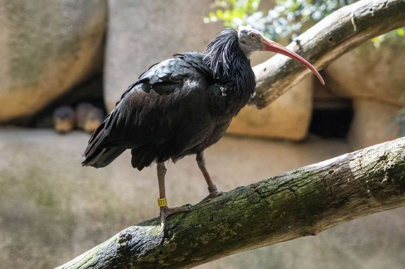 Ibis eremita en el BIOPARC Valencia./ EPDA