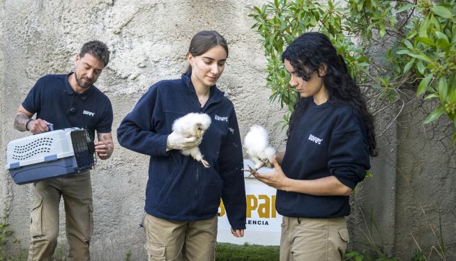 BIOPARC Valencia empieza con el hacking para reintroducir lechuzas.