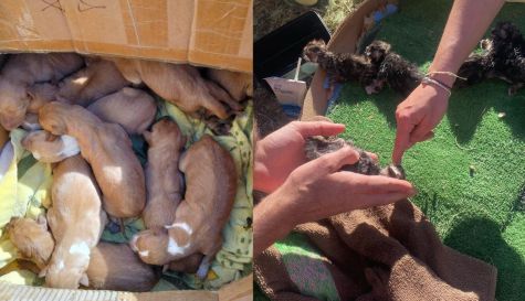 Los cachorros y gatitos rescatados./ EPDA
