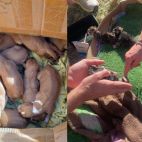 Los cachorros y gatitos rescatados./ EPDA