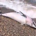 Imagen del delfín muerto en la playa de Almardá de Sagunt.