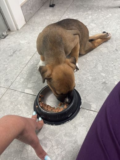 Zeraus, el cachorro rescatado en abril con una grave lesión medular, durante su proceso de recuperación./ EPDA Zeraus, el cachorro rescatado en abril con una grave lesión medular, durante su proceso de recuperación./ EPDA