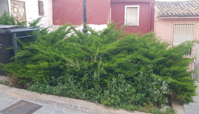 Vegetación descuidada en Sagunt, según denuncia el PP. Vegetación descuidada en Sagunt, según denuncia el PP.