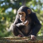 Una cría de chimpancé en BIOPARC Valencia. / EPDA Una cría de chimpancé en BIOPARC Valencia. / EPDA