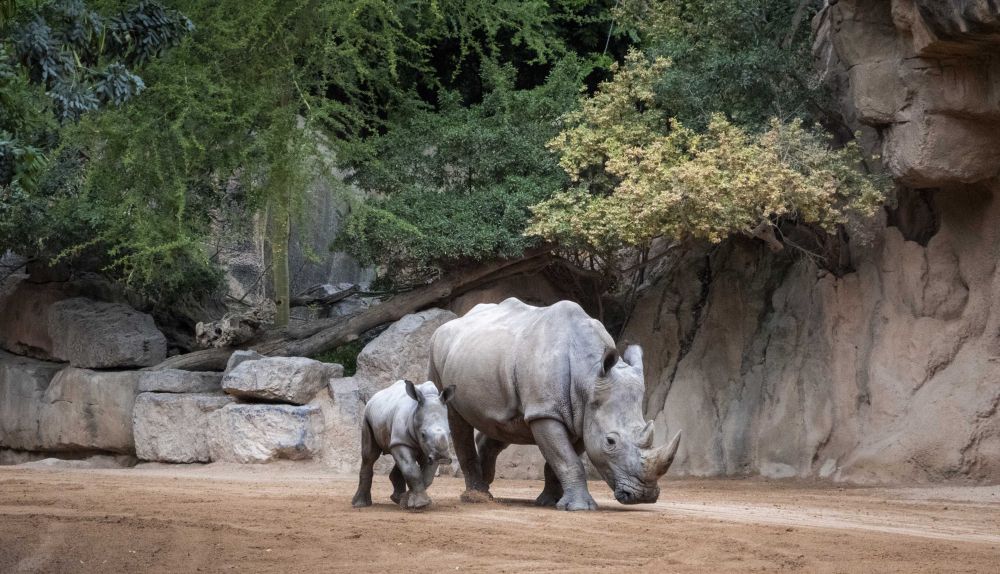El rinoceronte Kairu y su cría, uno de los nacimientos más destacados en BIOPARC Valencia dentro de los programas de conservación de especies amenazadas. / EPDA El rinoceronte Kairu y su cría, uno de los nacimientos más destacados en BIOPARC Valencia dentro de los programas de conservación de especies amenazadas. / EPDA