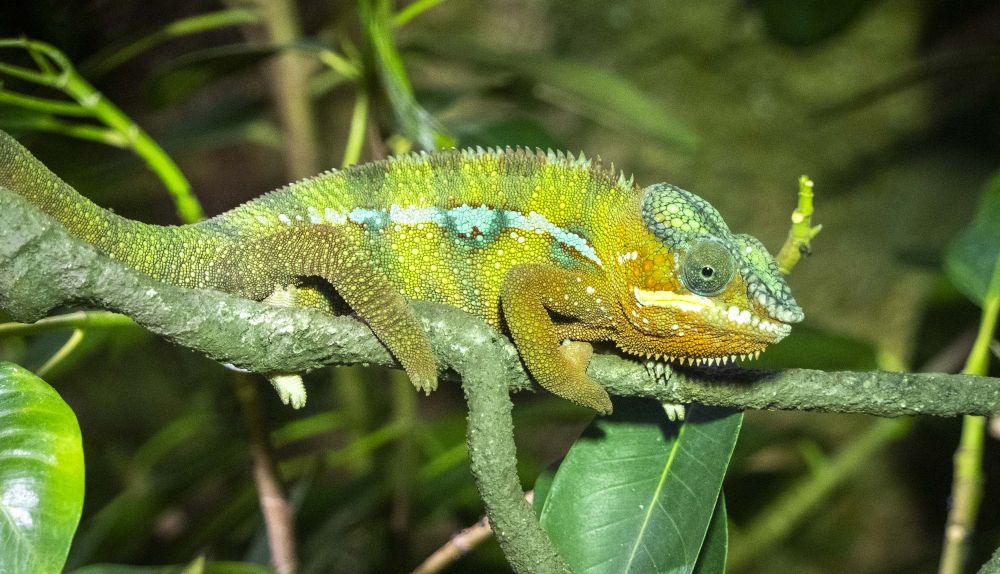 Uno de los reptiles que pueden descubrirse en los espacios de biodiversidad de BIOPARC. / EPDA Uno de los reptiles que pueden descubrirse en los espacios de biodiversidad de BIOPARC. / EPDA
