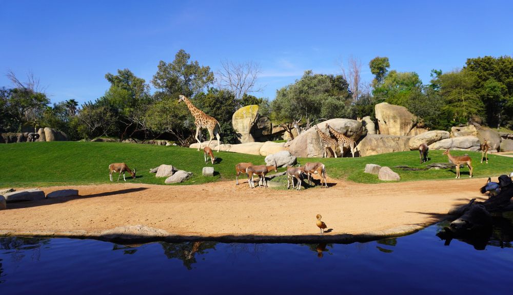La sabana de BIOPARC Valencia recrea ecosistemas africanos donde conviven distintas especies en espacios diseñados para favorecer su conservación. / EPDA La sabana de BIOPARC Valencia recrea ecosistemas africanos donde conviven distintas especies en espacios diseñados para favorecer su conservación. / EPDA