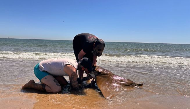 Los pescadores sacándole en anzuelo a la raya obispo en El Saler.