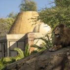 El macho de león Lubango en la sabana de BIOPARC Valencia El macho de león Lubango en la sabana de BIOPARC Valencia