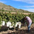 Un agricultor revisa una plantación de uva de mesa embolsada. / LA UNIÓ