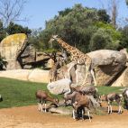 jirafas y antílopes en la sabana de BIOPARC Valencia