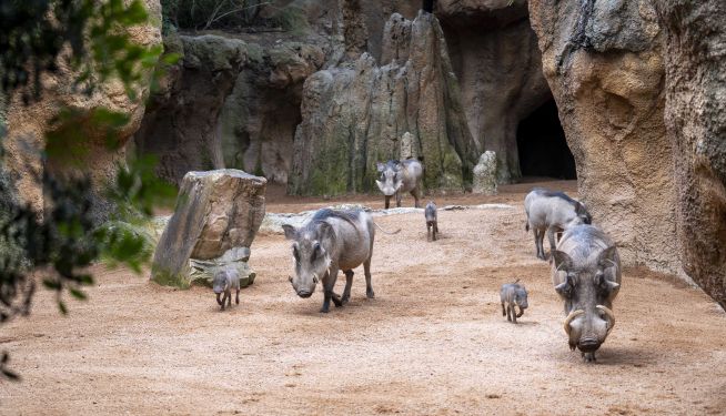 Familia de facoqueros en la sabana de BIOPARC./ EPDA
