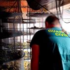 La Guardia Civil ha intervenido 670 plantas de marihuana y 27 kilos de cogollos en dos viviendas de Oliva. La Guardia Civil ha intervenido 670 plantas de marihuana y 27 kilos de cogollos en dos viviendas de Oliva.