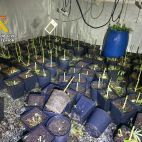 Imagen facilitada por la Guardia Civil de la plantación en Sax.