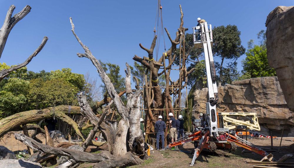 Nueva estructura en el recinto de los chimpancés. / BIOPARC Valencia