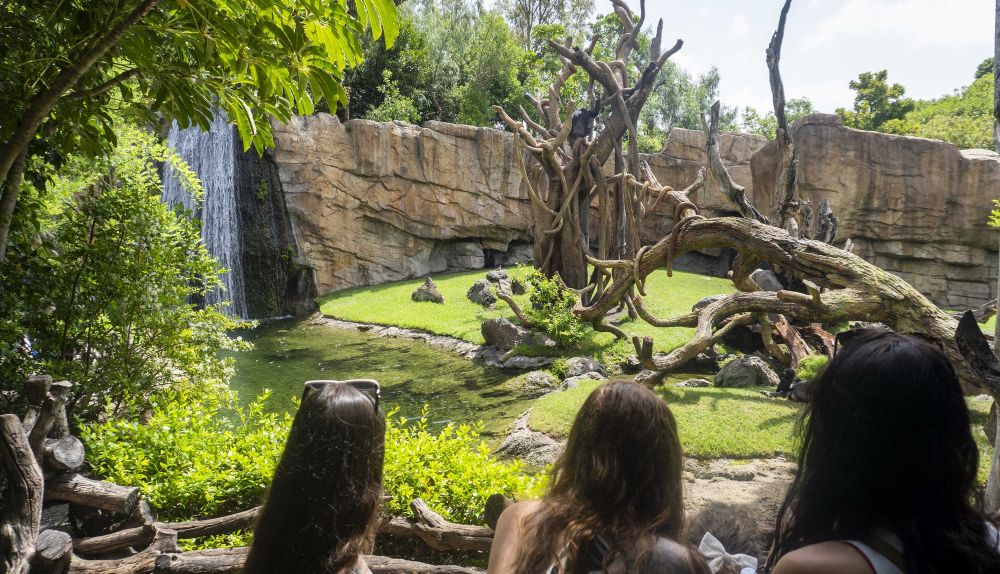 Visitantes observando a los chimpancés en la selva ecuatorial de BIOPARC Valencia. / BIOPARC Valencia