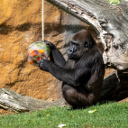 Helados para los animales de BIOPARC Valencia./  EPDA