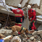 Nala, durante las labores de búsqueda de supervivientes en la zona cero del terremoto en Venezuela. / GEA