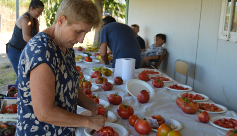 Varios participantes preparan y cortan las diferentes variedades de tomate para la degustación organizada por Pankara EcoGlobal en els Horts Urbans de Vila real. / EPDA