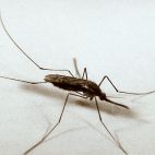 El mosquito "Anopheles quadrimaculatus", fue el vector más importante en la portación de la malaria en Estados Unidos, y recientemente se ha encontrado que es el portador del virus del Nilo. El mosquito "Anopheles quadrimaculatus", fue el vector más importante en la portación de la malaria en Estados Unidos, y recientemente se ha encontrado que es el portador del virus del Nilo.