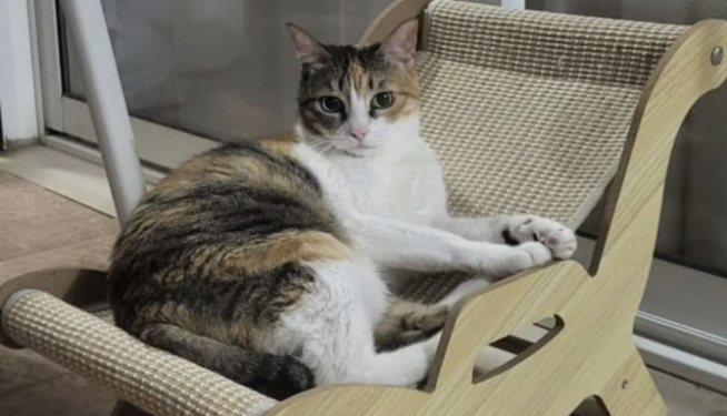 Otro de los gatos desaparecidos. Otro de los gatos desaparecidos.