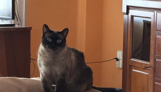 El tercero de los gatos desaparecidos. El tercero de los gatos desaparecidos.