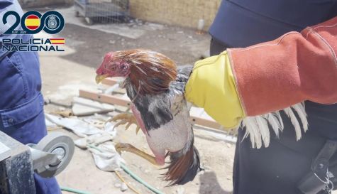 Imagen de uno de los gallos de pelea rescatados.