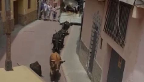 Momento en el que las seis vacas, un toro y un manso se han escapado. EPDA Momento en el que las seis vacas, un toro y un manso se han escapado. EPDA