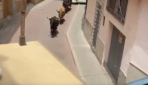 Seis vacas y un toro se escaparon durante los festejos taurinos del sábado 18 de abril en Gátova.
