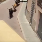 Seis vacas y un toro se escaparon durante los festejos taurinos del sábado 18 de abril en Gátova. Seis vacas y un toro se escaparon durante los festejos taurinos del sábado 18 de abril en Gátova.