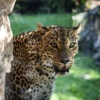 La hembra de leopardo de Sri Lanka, en un primer plano durante su proceso de adaptación. / BIOPARC Valencia La hembra de leopardo de Sri Lanka, en un primer plano durante su proceso de adaptación. / BIOPARC Valencia