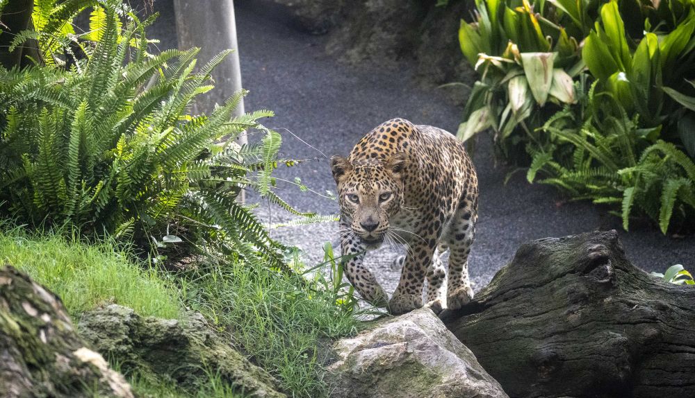 La hembra de leopardo de Sri Lanka, en uno de sus primeros paseos por el recinto exterior de BIOPARC Valencia. / BIOPARC Valencia La hembra de leopardo de Sri Lanka, en uno de sus primeros paseos por el recinto exterior de BIOPARC Valencia. / BIOPARC Valencia