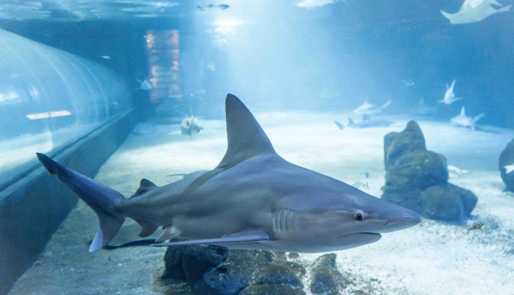 Un tiburón blanco del Oceanogràfic de Valencia. / EFE-Oceanogràfic Un tiburón blanco del Oceanogràfic de Valencia. / EFE-Oceanogràfic